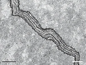 Microstructure of martensite formation in quenched steel 